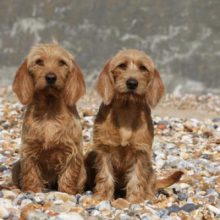 2-basset-fauve-de-bretagne-cote-a-cote 2-basset-fauve-de-bretagne-cote-a-cote
