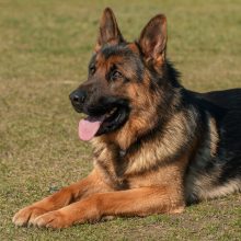 Berger-allemand Berger-allemand