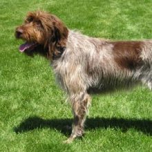 Korthalsgriffon-e1595068875157-288×300 Korthalsgriffon-e1595068875157-288x300