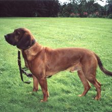 Mâle_standard_-_Chien_de_rouge_du_Hanovre Mâle_standard_-_Chien_de_rouge_du_Hanovre