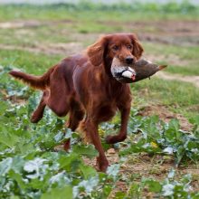 Setter-Irlandais_Red_Club_accueil_a_la_chasse Setter-Irlandais_Red_Club_accueil_a_la_chasse
