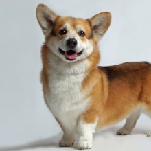 Welsh-Corgi-1080×675-1 Welsh-Corgi-1080x675-1