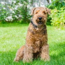 airedale-terrier airedale-terrier