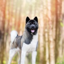 akita-americain akita-americain