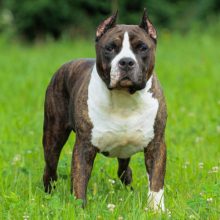 american-staffordshire-terrier american-staffordshire-terrier