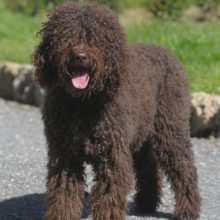 barbet barbet