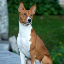 basenji basenji