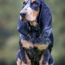 basset-bleu-de-gascogne-222×300 basset-bleu-de-gascogne-222x300