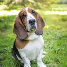 basset-hound basset-hound