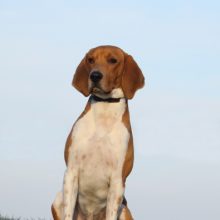 beagle-harrier beagle-harrier