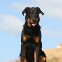 beauceron beauceron
