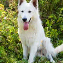 berger-blanc-suisse berger-blanc-suisse