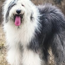 bobtail bobtail