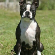boston-terrier-395×460 boston-terrier-395x460
