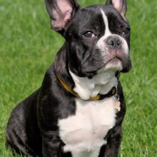 bouledogue-francais bouledogue-francais