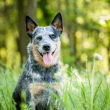 bouvier-australien bouvier-australien