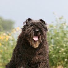 bouvier-des-flandres bouvier-des-flandres