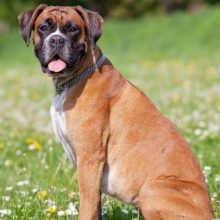 boxer boxer