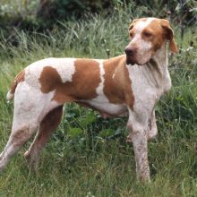 braque-de-l-ariege braque-de-l-ariege