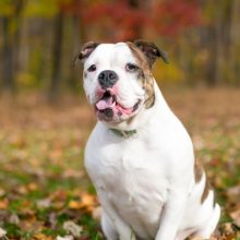 bulldog-anglais bulldog-anglais