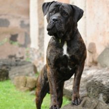cane-corso cane-corso