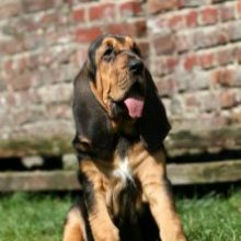 chien-de-saint-hubert-222×300 chien-de-saint-hubert-222x300