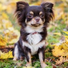 chihuahua chihuahua