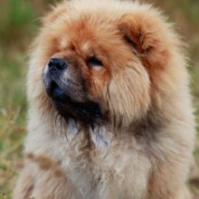 chow-chow chow-chow