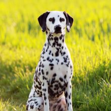 dalmatien dalmatien