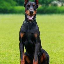 dobermann dobermann