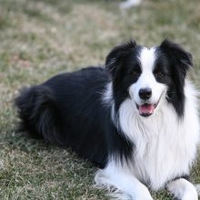 dog-collie-mammal-border-collie-vertebrate-dog-breed-139973-pxhere.com_ dog-collie-mammal-border-collie-vertebrate-dog-breed-139973-pxhere.com_