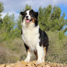 dog-mammal-border-collie-vertebrate-dog-breed-australian-shepherd-38409-pxhere.com_ dog-mammal-border-collie-vertebrate-dog-breed-australian-shepherd-38409-pxhere.com_