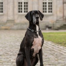 dogue-allemand dogue-allemand
