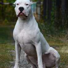 dogue-argentin dogue-argentin