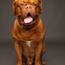 dogue-de-bordeaux dogue-de-bordeaux