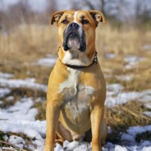 dogue-de-majorque dogue-de-majorque