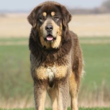 dogue-du-tibet dogue-du-tibet