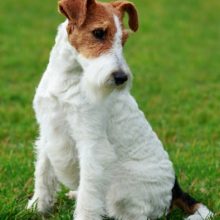 fox-terrier fox-terrier