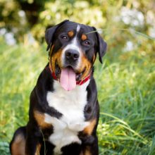 grand-bouvier-suisse grand-bouvier-suisse