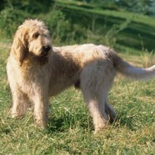 grand-griffon-vendeen grand-griffon-vendeen