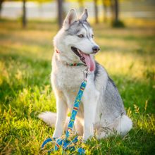 husky-siberien husky-siberien