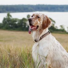 Irish setter on sea landscape Irish setter on sea landscape