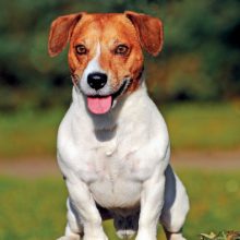 jack-russell-terrier jack-russell-terrier