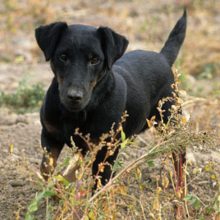 jagdterrier jagdterrier