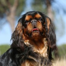 king-charles-spaniel king-charles-spaniel