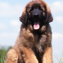 leonberger leonberger