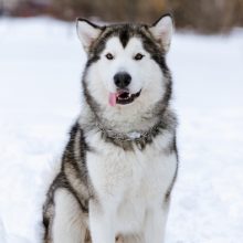malamute-alaska malamute-alaska