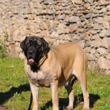 mastiff mastiff