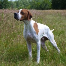 pointer-chasse
