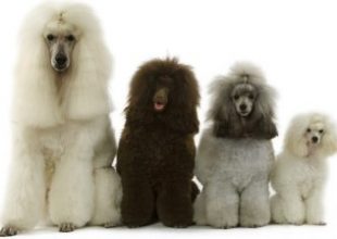 poodles4tailles poodles4tailles